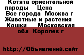 Котята ориентальной пароды  › Цена ­ 12 000 - Все города, Москва г. Животные и растения » Кошки   . Московская обл.,Королев г.